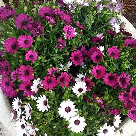 Beri فندق يانكا